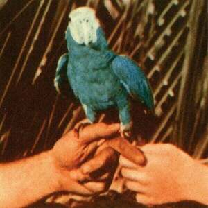 Andrew Bird - Are You Serious (LP) imagine