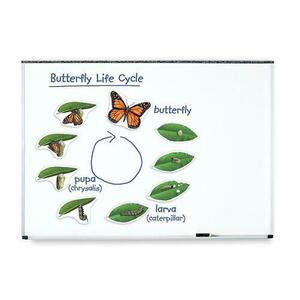 Ciclul vietii fluturelui - set magnetic imagine