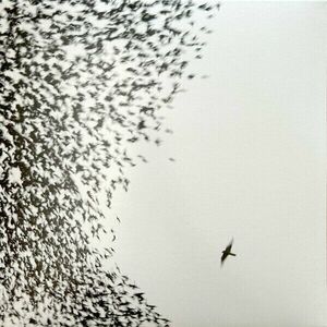 Wilco - Sky Blue Sky (2 LP) imagine